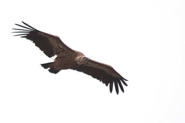 20120507 9126RTw [E] Gänsegeier (Gyps fulvus), Castillo de Monfragüe, Parque Natural, Extremadura