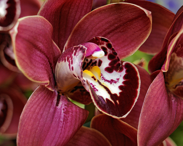 "Hot Stuff" Orchid – Brookside Gardens