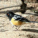 Spotted Towhee