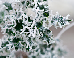 Frosty holly