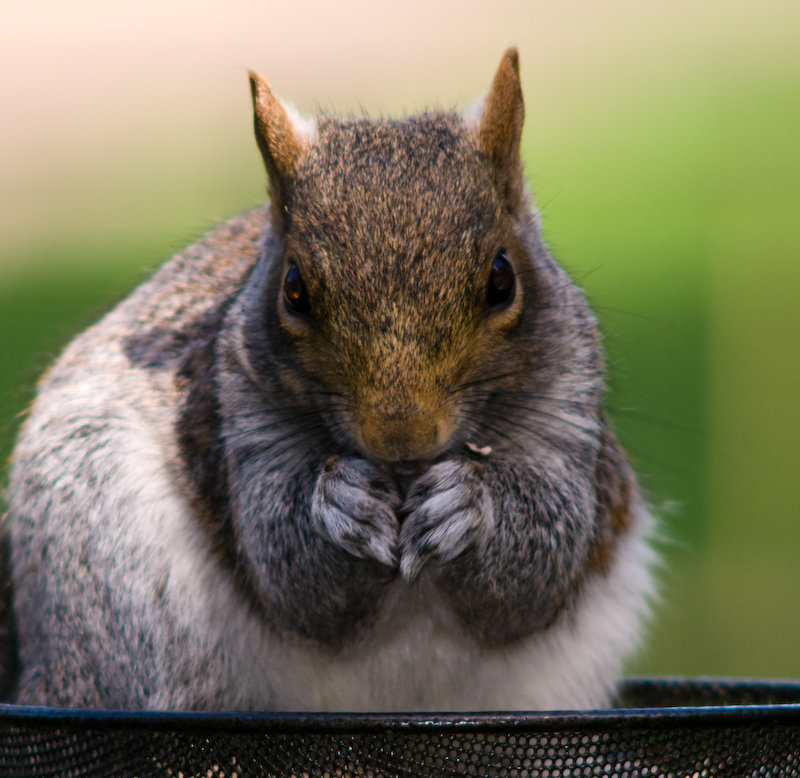 Squirrel (3)