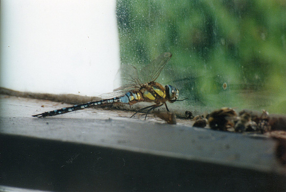 A dragonfly