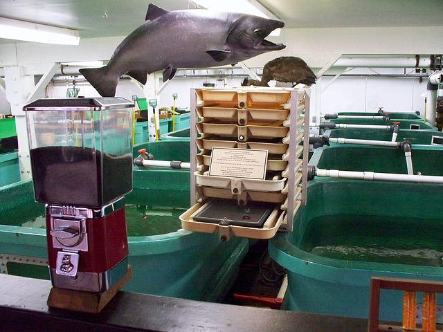 Day 5: Haida Tribal Fish Hatchery