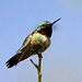 Broad-Tailed Hummingbird