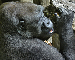 Profile of a Gorilla