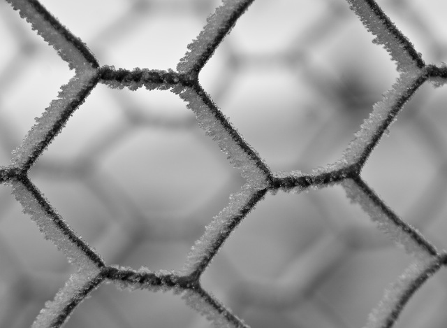 Frosty fence