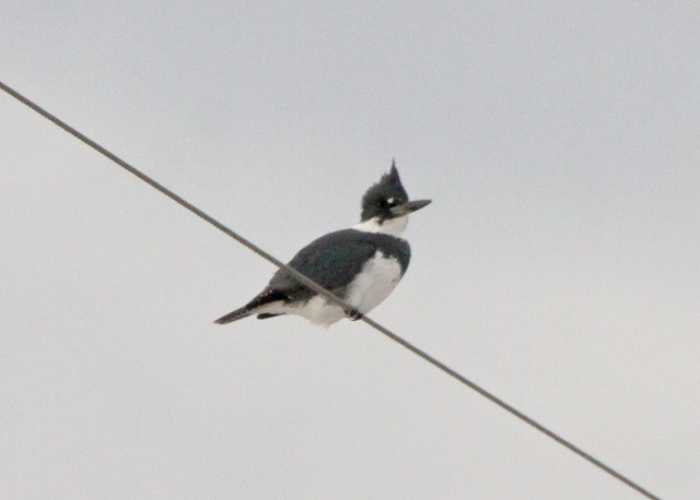 Belted Kingfisher (Megaceryle alcyon)