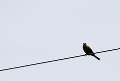20120516 0048RTw [E] Grauammer (Emberiza calandra), Belen, Extremadura