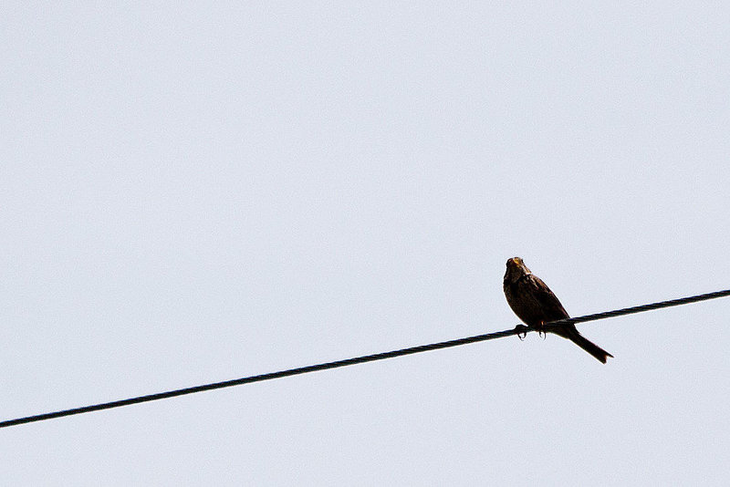 20120516 0048RTw [E] Grauammer (Emberiza calandra), Belen, Extremadura