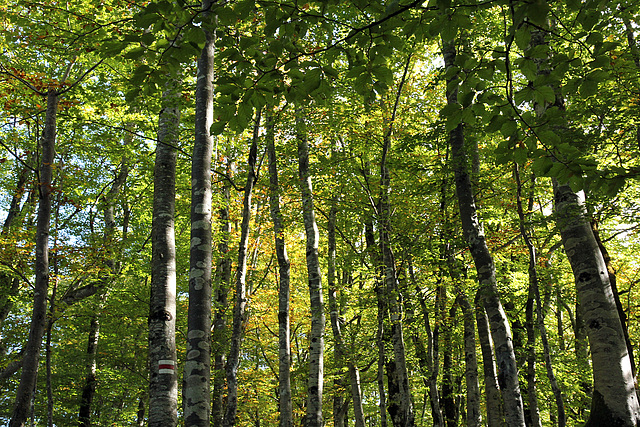 lichtdurchfluteter Herbstwald