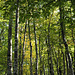 lichtdurchfluteter Herbstwald