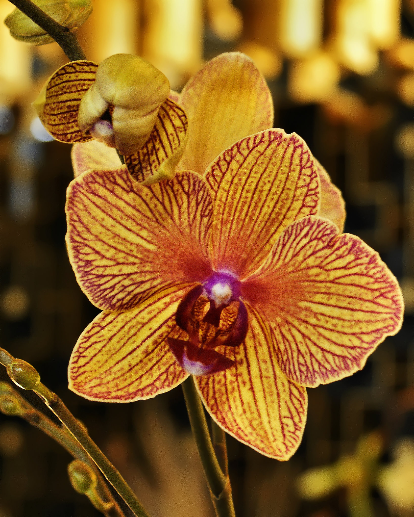 Baldan's Kaleidoscope #1 – National Arboretum, Washington D.C.