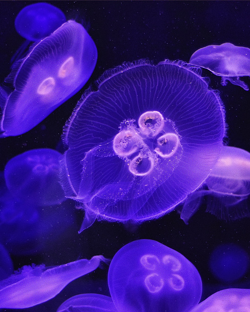 Moon Jellyfish