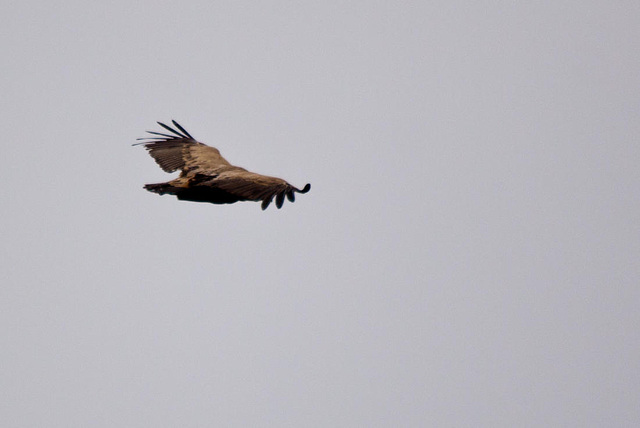 20120507 9123RTw [R~E] Gänsegeier, Monfragüe, Parque Natural [Extremadura]