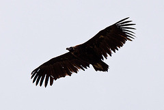 20120516 0045RTw [E] Mönchsgeier (Aegypius monachus), Belen, Extremadura