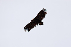 20120516 0043RTw [E] Mönchsgeier (Aegypius monachus), Belen, Extremadura