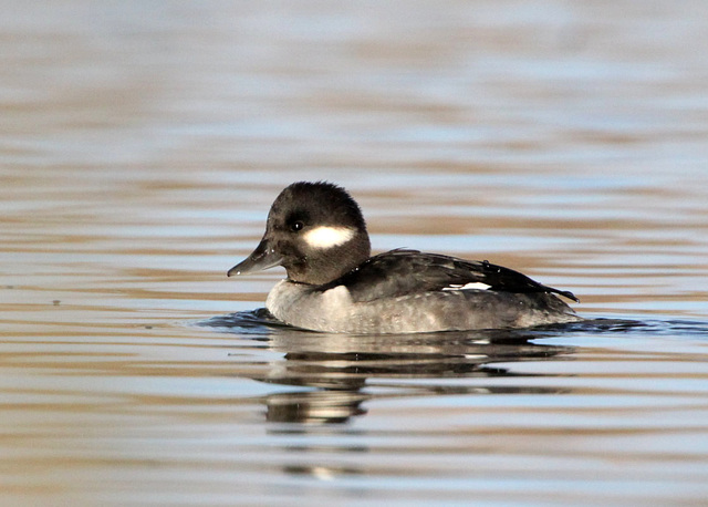 Lady Bufflehead (Bucephala albeola)