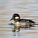 Lady Bufflehead (Bucephala albeola)