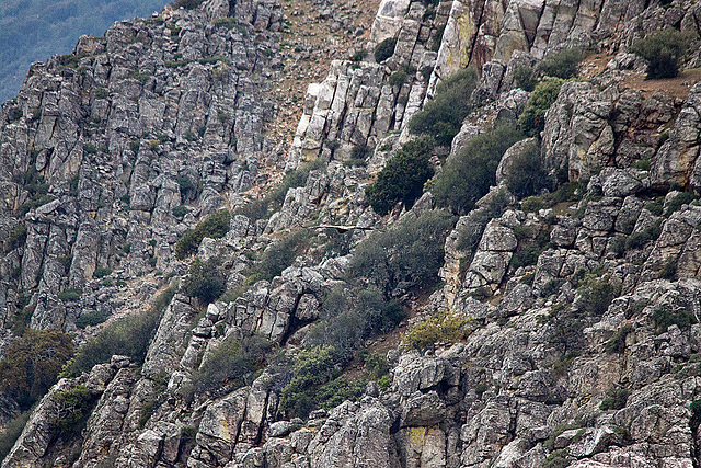 20120507 9106RTw [R~E] Gänsegeier, Monfragüe, Parque Natural [Extremadura]