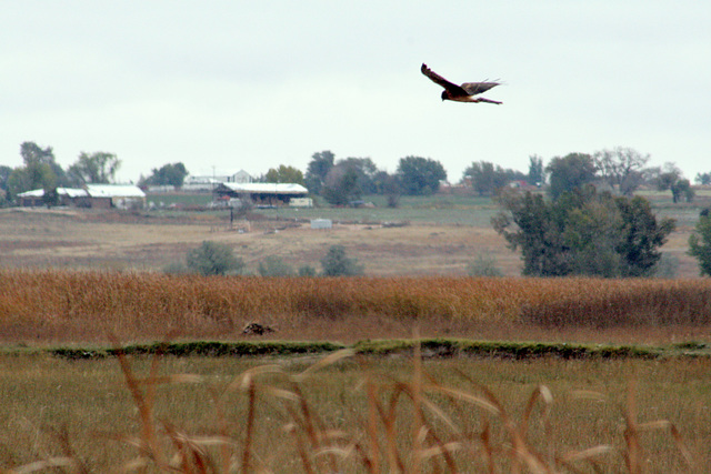 Northern Harrier