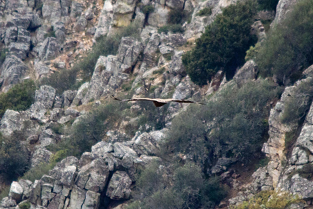 20120507 9107RTw [R~E] Gänsegeier, Monfragüe, Parque Natural [Extremadura]