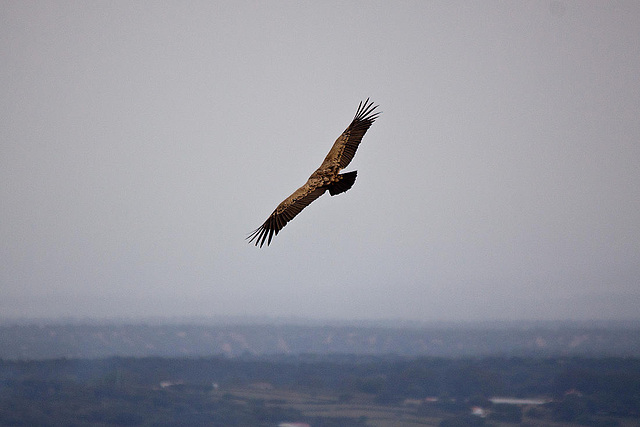 20120507 9103RTw [R~E] Gänsegeier, Monfragüe, Parque Natural [Extremadura]