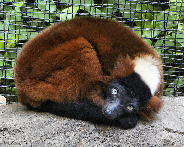 Red Ruffed Lemur
