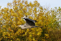 Heron in Flight