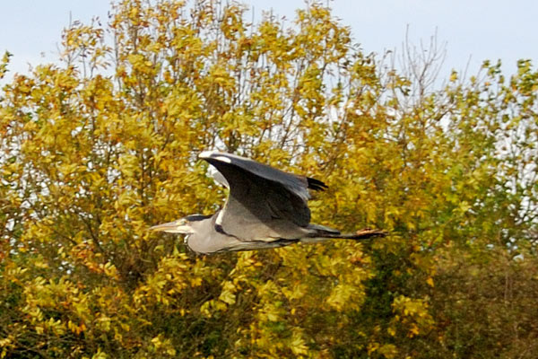 Heron in Flight