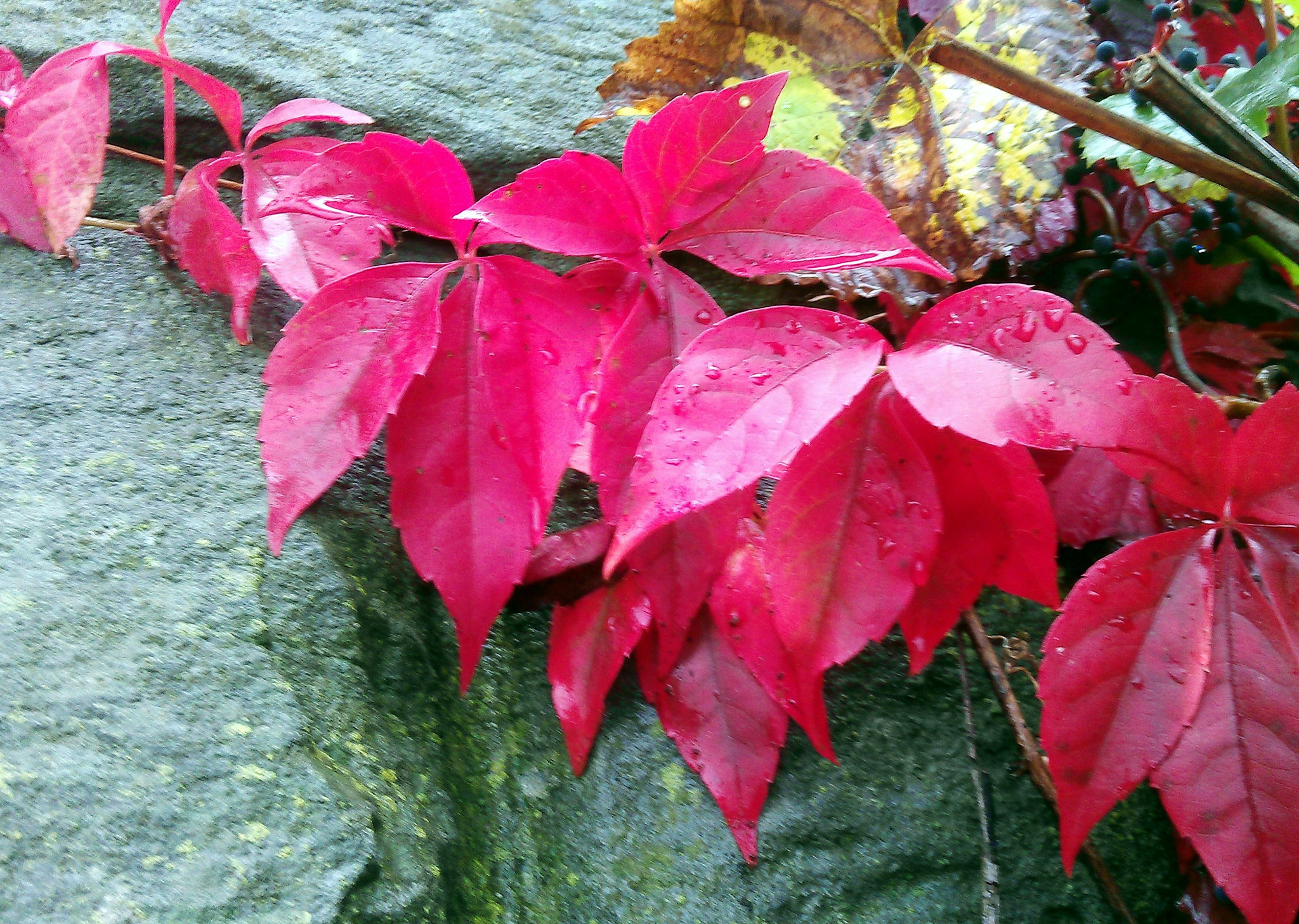 Herbstfarbe