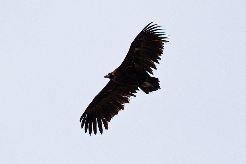 20120516 0032RTw [E] Mönchsgeier (Aegypius monachus), Belen, Extremadura