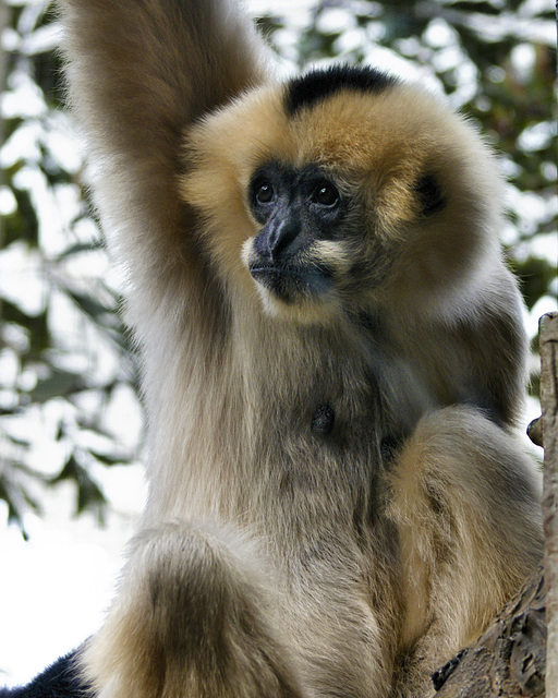 White Cheeked Gibbon