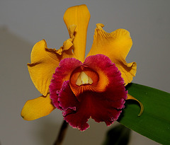 BLC Chunyeah (2)