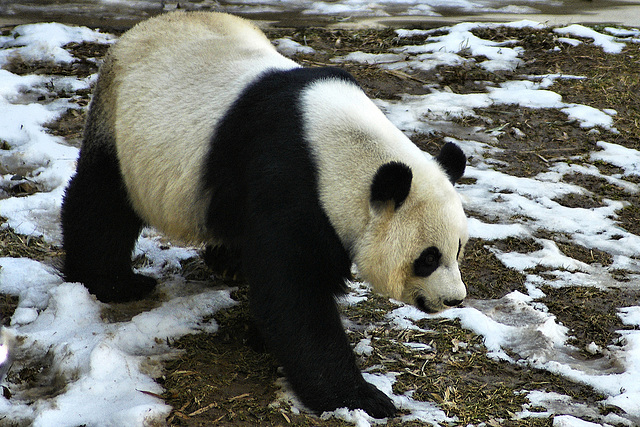 Giant Panda on Late Winter Snow