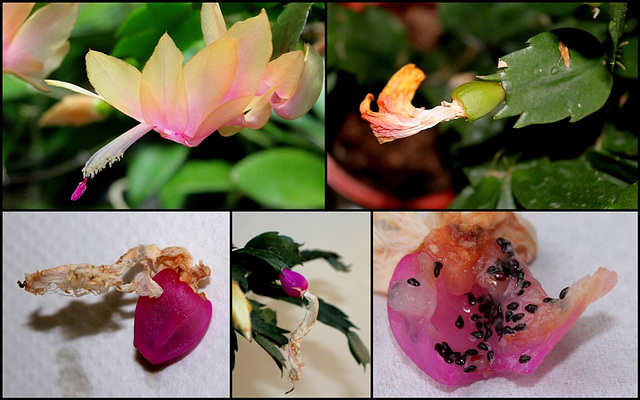 Fructification de Schlumbergera