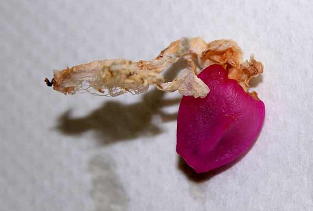 Fruit de Schlumbergera