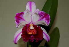 BLC Kuwale Gem (2)