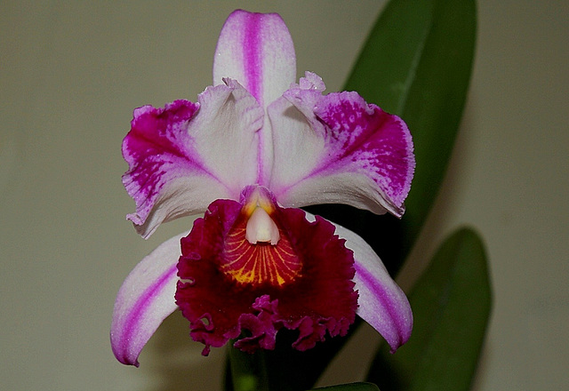 BLC Kuwale Gem (2)