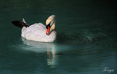 Cisne blanco