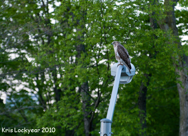 Falcon in Central Park