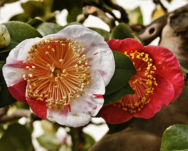 Bonsai "Higo" Japanese Camellia – National Arboretum, Washington D.C.