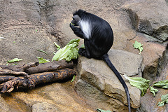 Black and White Colobus Monkey