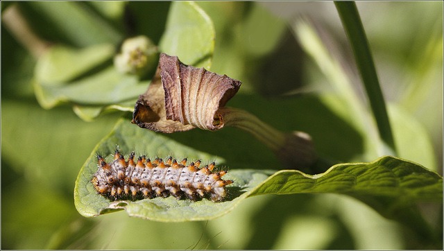 Chenille