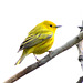 Yellow Warbler