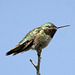 Broad-Tailed Hummingbird