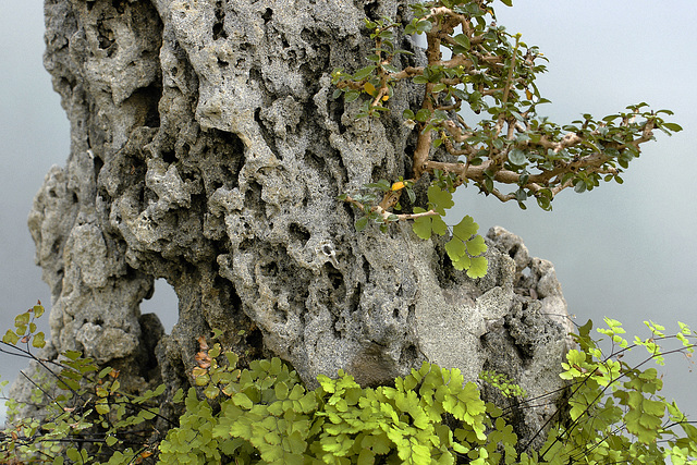 Bonsai Fukien Tea Tree Clinging to Sandstone – National Arboretum, Washington D.C.