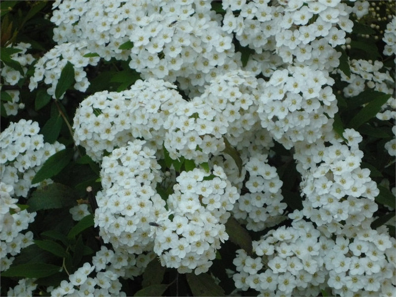 Muchas flores blancas