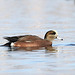 American Wigeon (Anas americana)