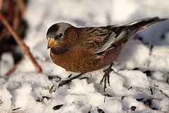 Gray-Crowned Rosy Finch