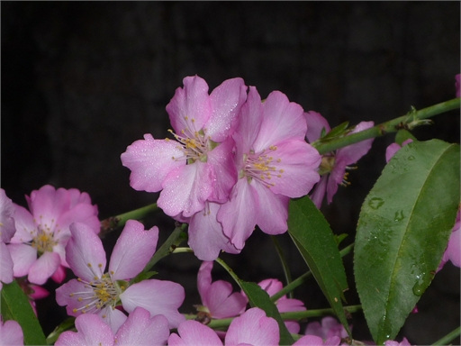 Flores húmedas